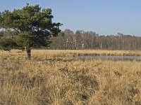 NL, Noord-Brabant, Asten, Groote Peel 17, Saxifraga-Marijke Verhagen